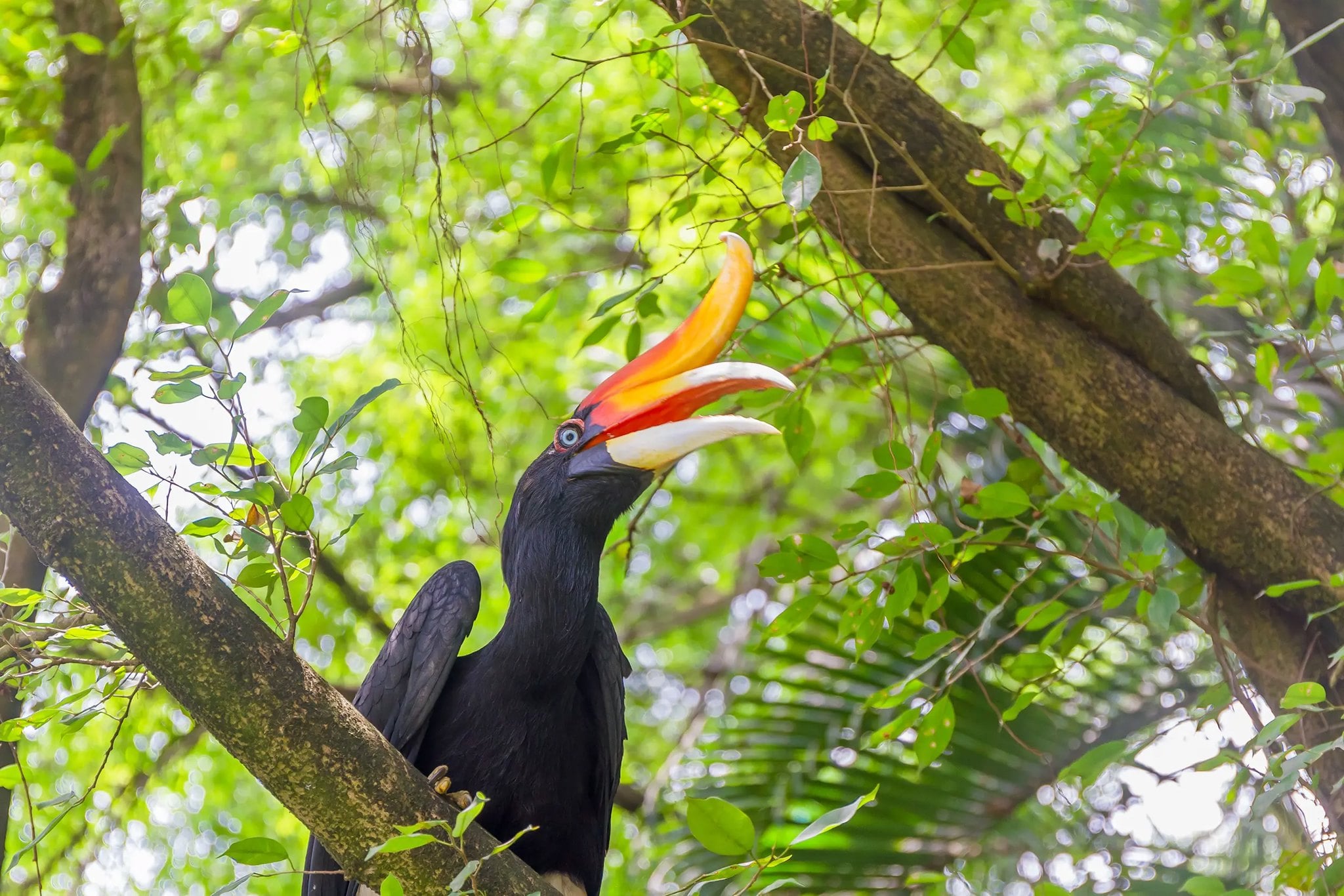 Borneos natur & dyreliv